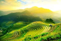 Reisfelder in China